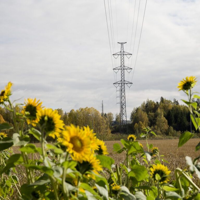 Sähkölinja ja auringonkukkapelto