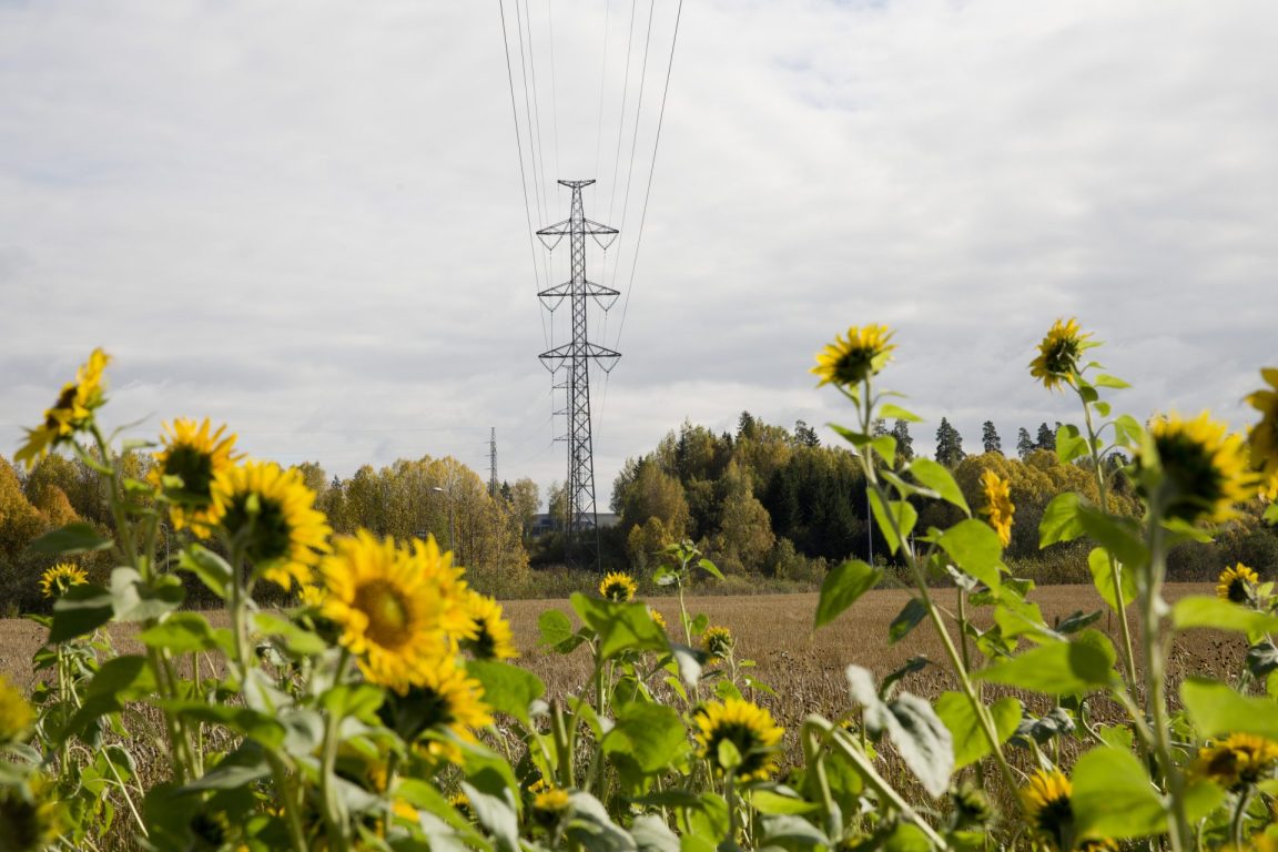 Sähkölinja ja auringonkukkapelto