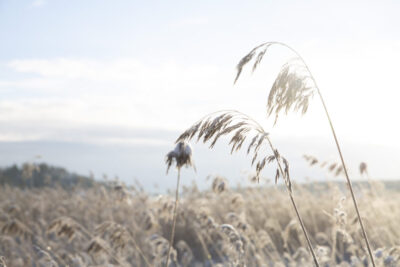 talvinen maisemakuva