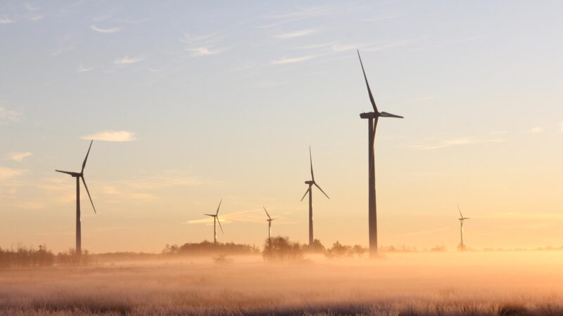 Useita tuulimyllyjä pellolla