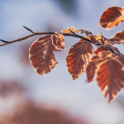 Pakkaslehdet puun oksassa