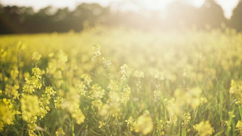 Rypsipelto kesällä