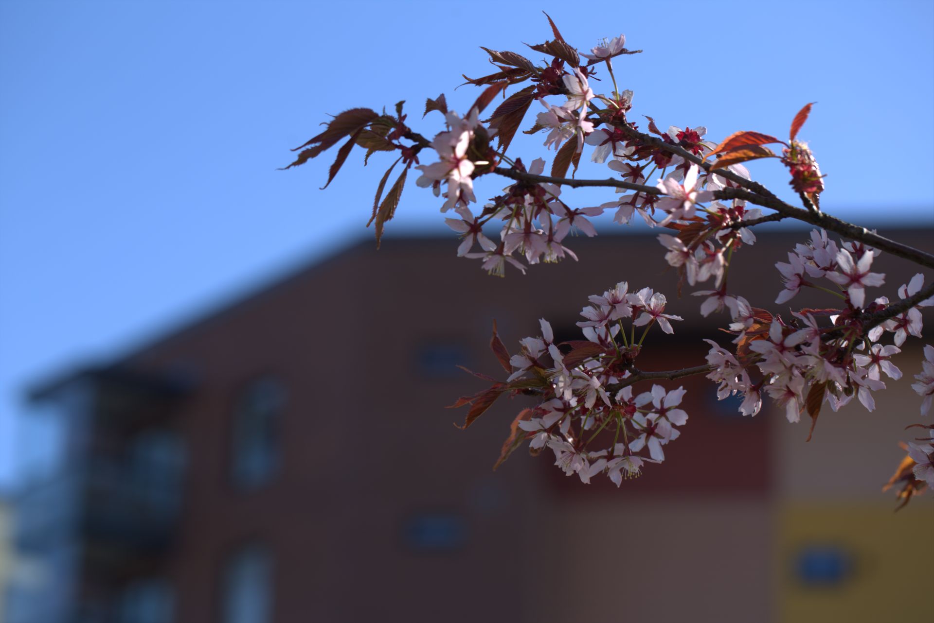 Kirsikan kukkia Keravan keskustassa