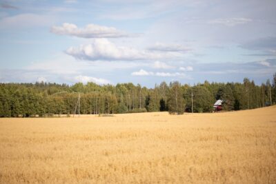 Kaurapelto kesällä