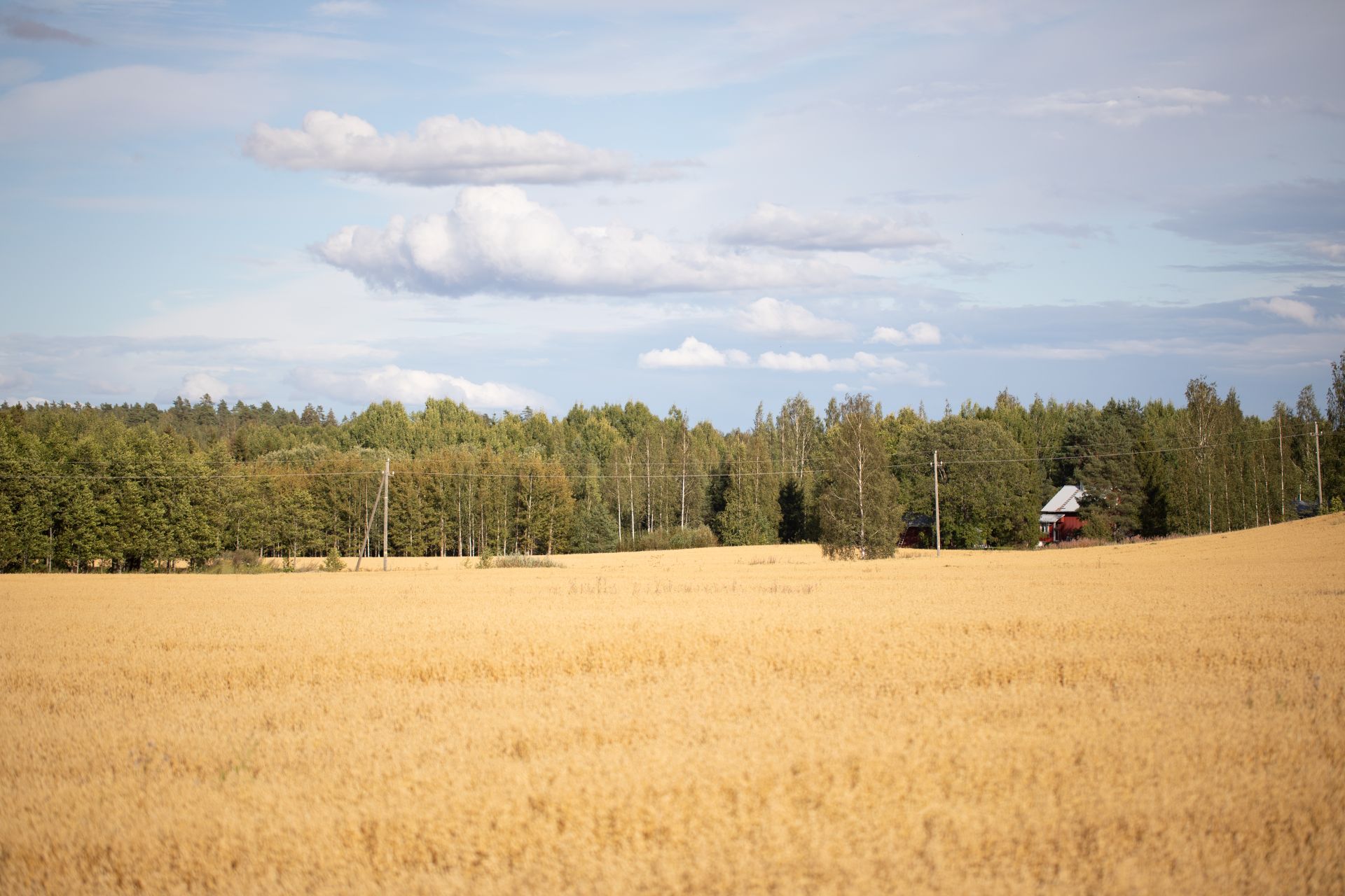 Kaurapelto kesällä