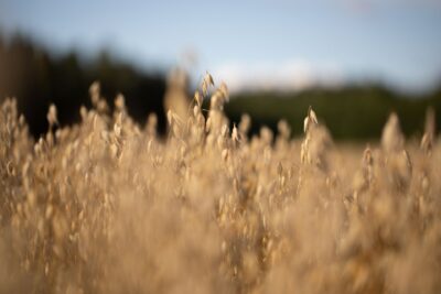Lähikuva kaurapellosta