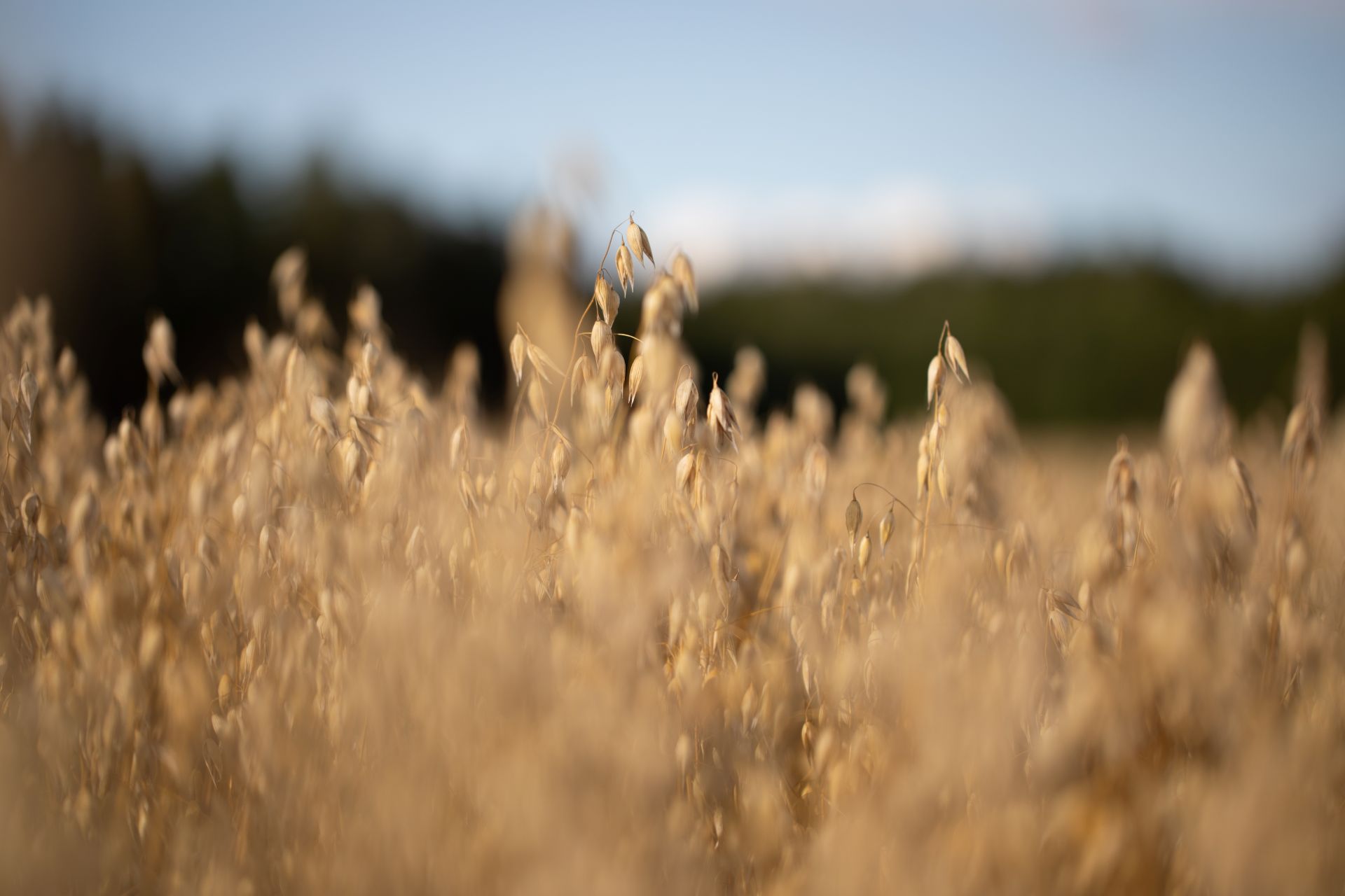 Lähikuva kaurapellosta