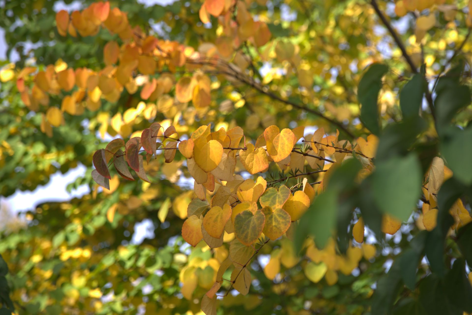 Puun lehdet syksyllä