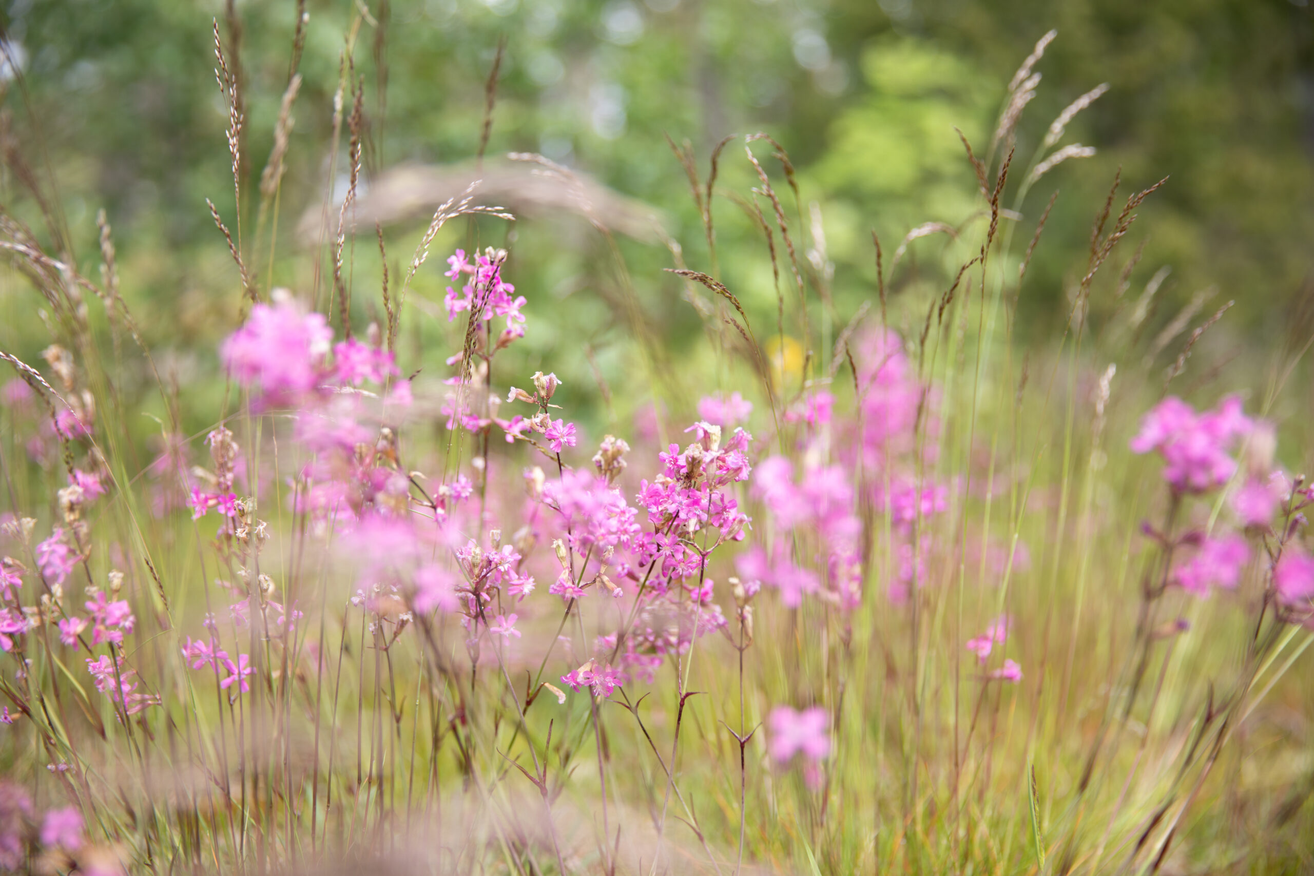 Kukkia niityllä kesällä