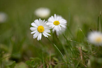kaksi päivänkakkaraa kesällä