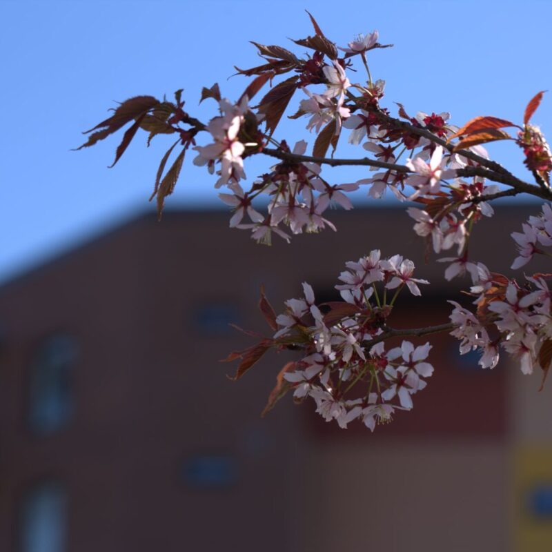 Körsbärsträdet i Kervo centrum.