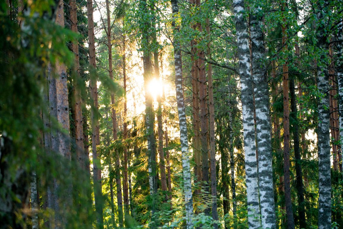 Aurinko pilkistää metsässä puiden takaa.