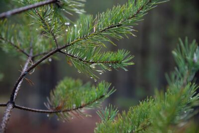 Havupuu metsässä syksyllä