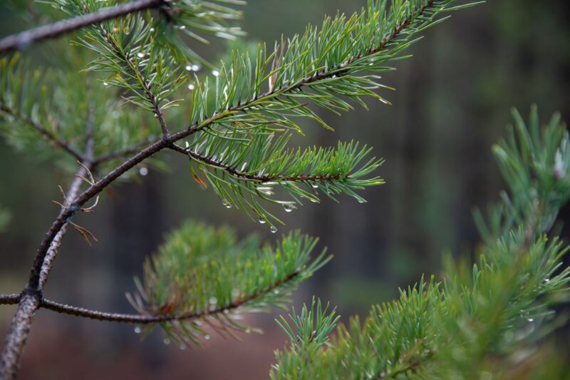 Havupuu metsässä syksyllä