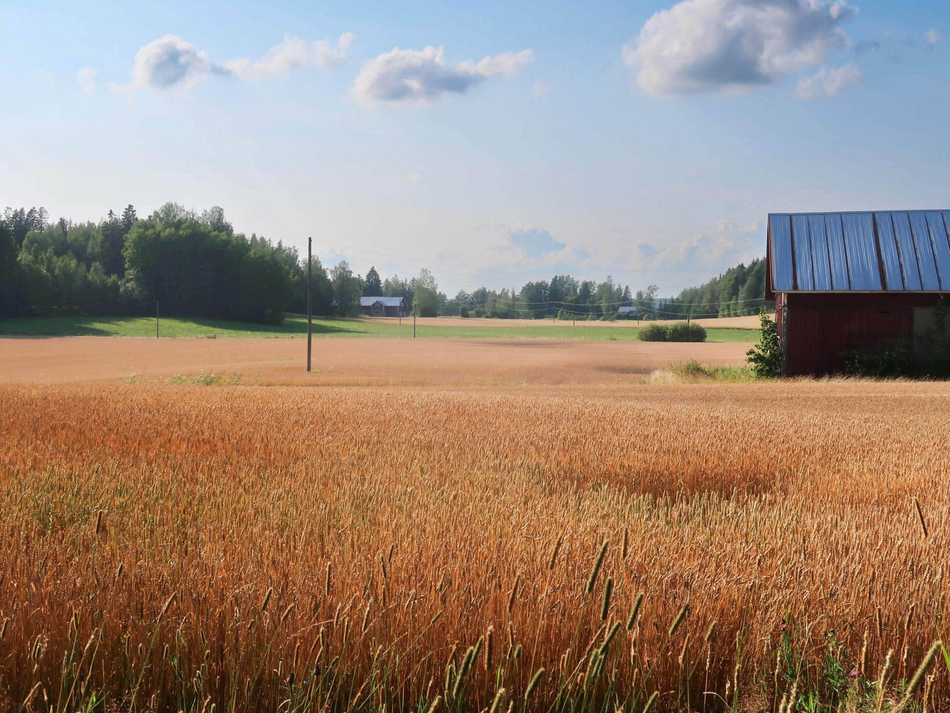 Sähkölinja ja pelto Sipoossa kesällä.
